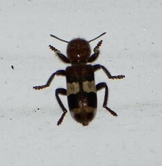 Enoclerus quadrisignatus