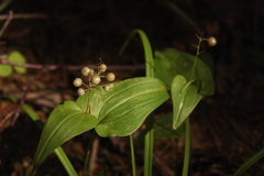 Maianthemum bifolium