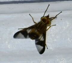 Chrysops