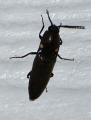 Deilelater physoderus