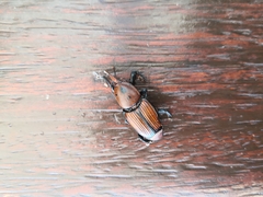 Rhynchophorus ferrugineus