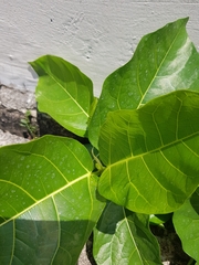 Ficus septica