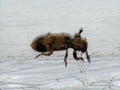 Pelonium maculicolle
