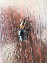Rhynchophorus ferrugineus
