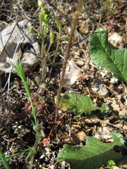 Iberis