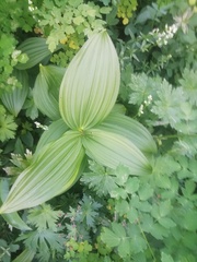 Veratrum lobelianum