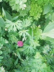 Cirsium heterophyllum