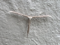 Emmelina monodactyla