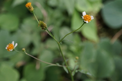 Bidens pilosa minor
