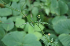 Bidens pilosa minor