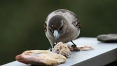 Cracticus nigrogularis