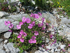 Dianthus