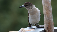 Cracticus nigrogularis