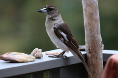 Cracticus nigrogularis