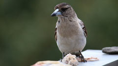 Cracticus nigrogularis