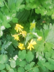 Tephroseris integrifolia