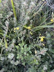 Brassica oleracea