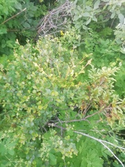 Betula nana