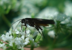 Scythris sinensis