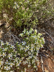 Olearia muelleri