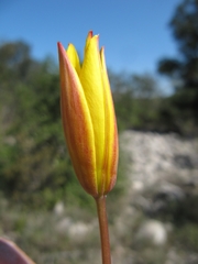 Tulipa sylvestris australis