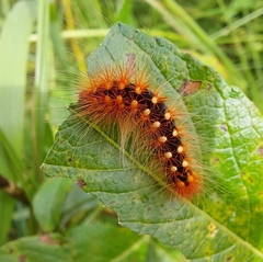 Acronicta auricoma