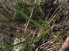 Tulipa sylvestris australis