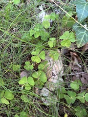 Oxalis acetosella