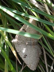 Dissomorphia australiaria