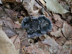 Phellodon niger