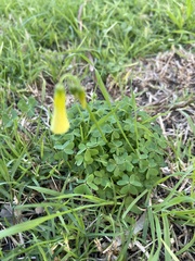 Oxalis pes-caprae