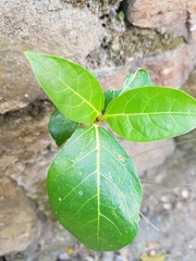 Ficus septica