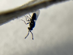 Pteromalidae