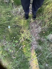 Deschampsia cespitosa