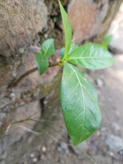 Ficus septica