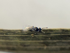 Pteromalidae