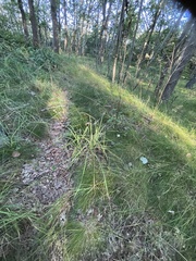 Deschampsia cespitosa