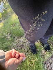 Deschampsia cespitosa