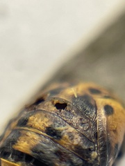 Pteromalidae