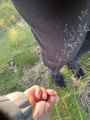 Deschampsia cespitosa