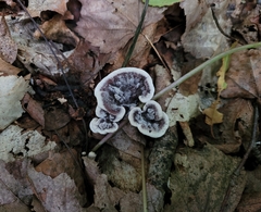 Hydnellum concrescens