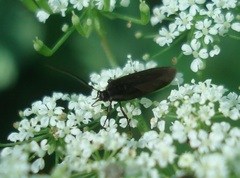 Scythris sinensis