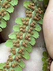 Dryopteris filix-mas