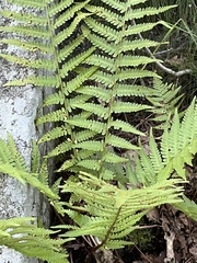 Dryopteris filix-mas