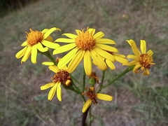 Senecioninae