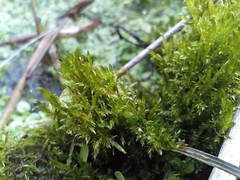 Drepanocladus