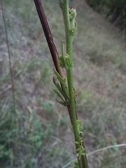 Senecioninae