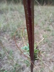 Senecioninae