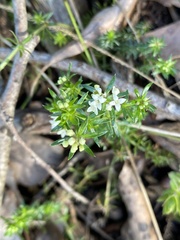 Asperula