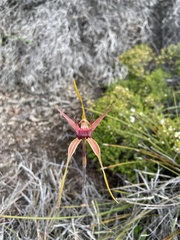 Caladenia pectinata